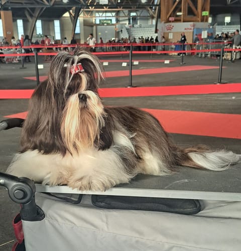 Customer photo review of Harsh Harsh Dust