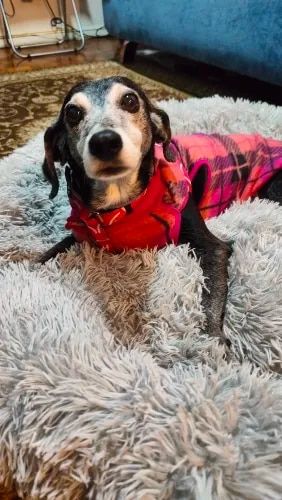 Customer photo review of Calming Cloud™ - Pet Bed