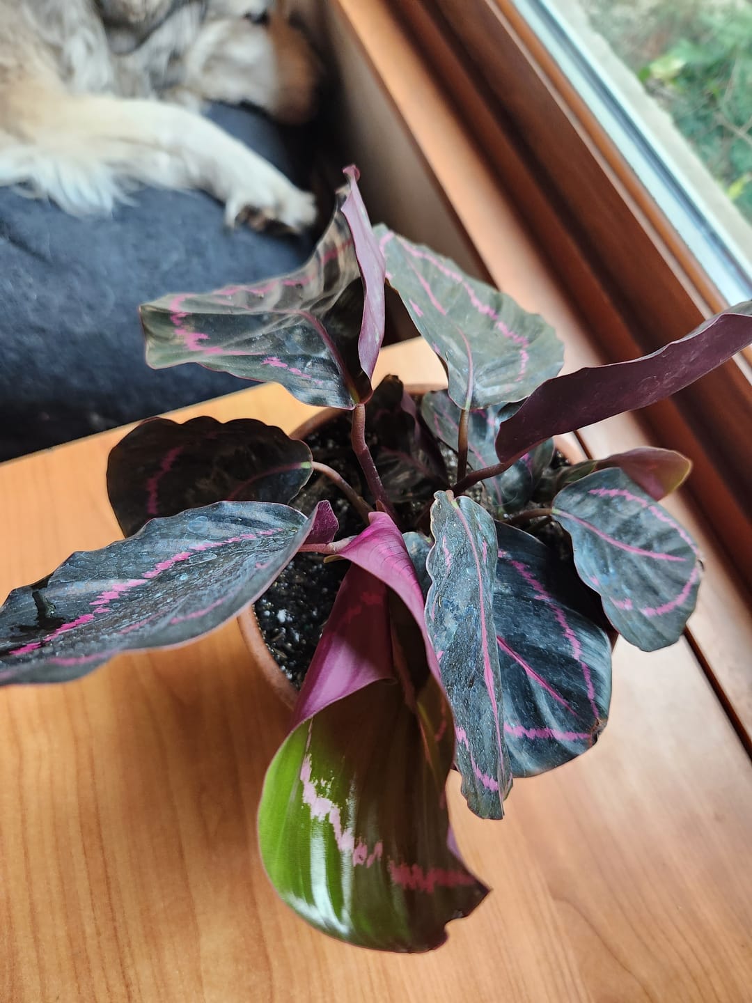 Customer photo review of Calathea roseopicta 'Dottie'