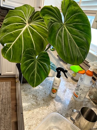 Customer photo review of Houseplant Insecticide Concentrate
