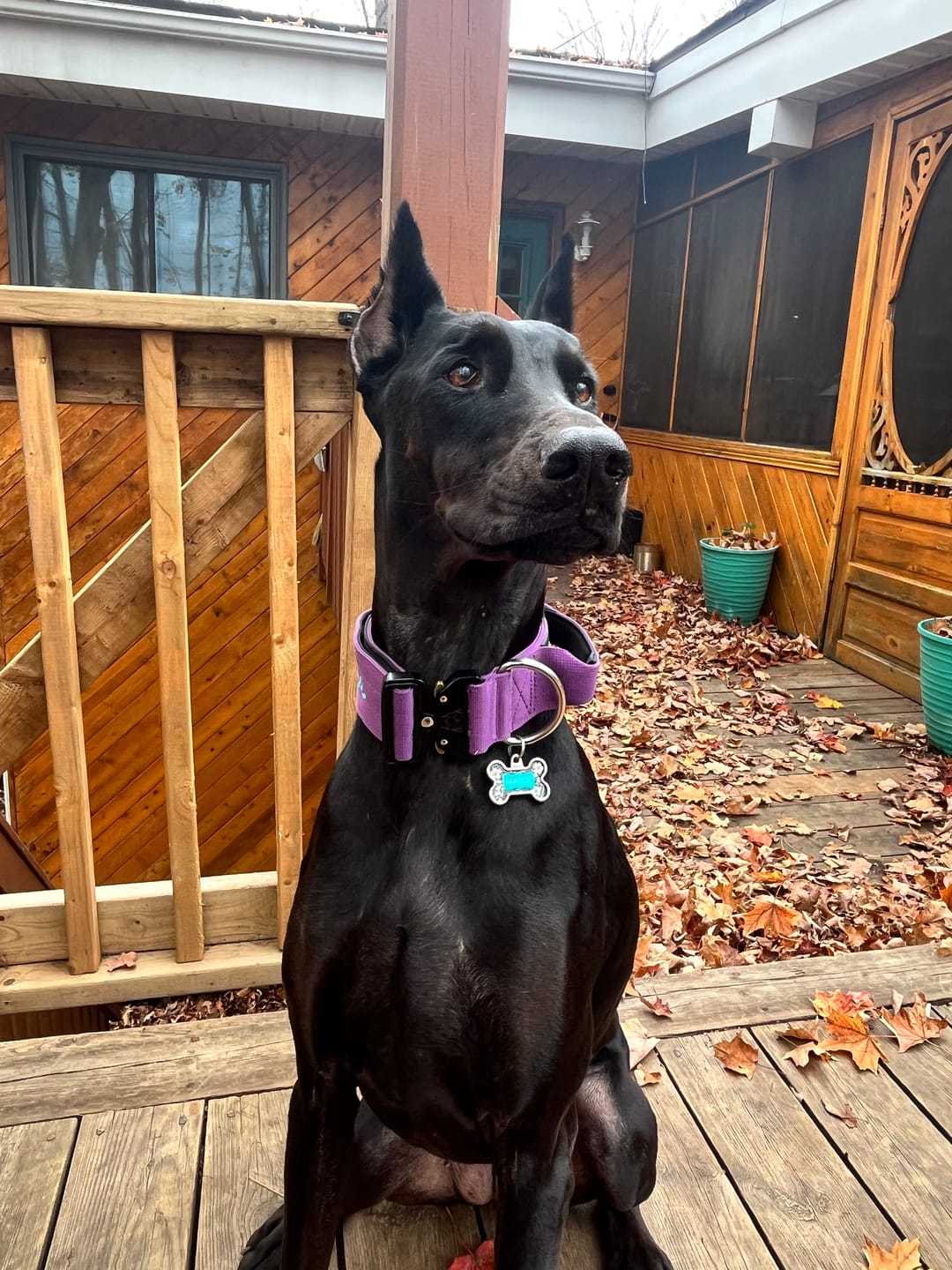 Customer photo review of 2" Tactik Dog Collar - Grape
