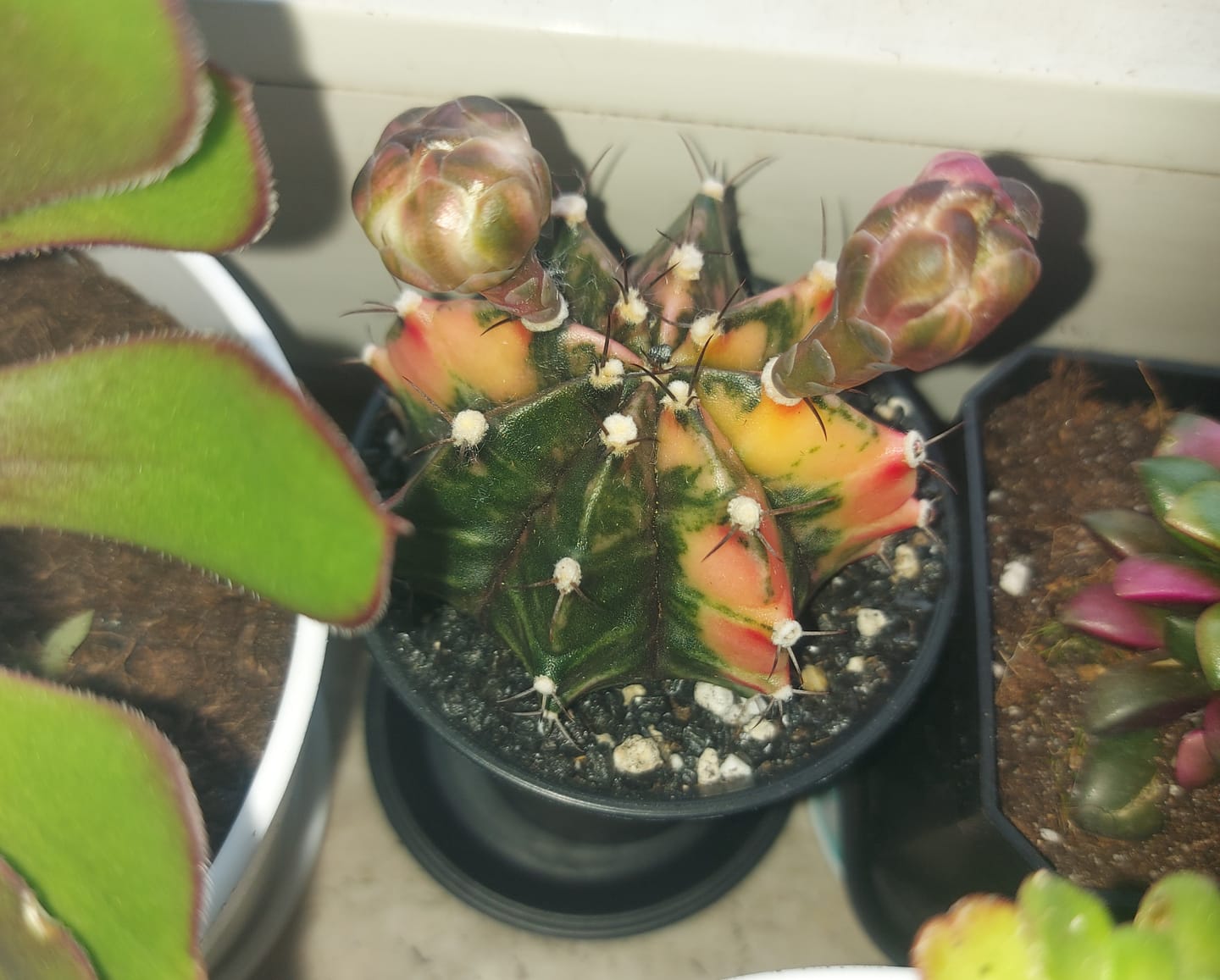 Customer photo review of Gymnocalycium Mihanovichii Variegata (Kaktus)