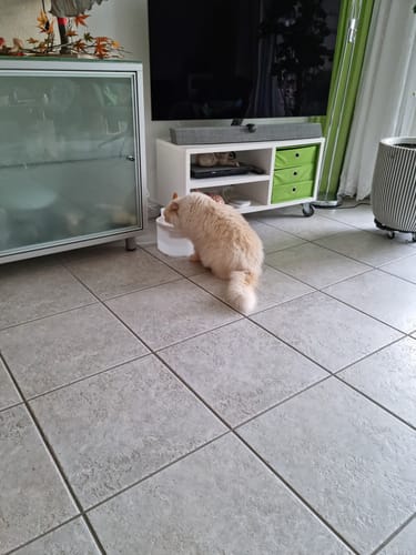 Customer photo review of Kabelloser Katzenbrunnen