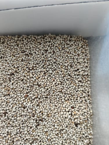 Customer photo review of Perilla Wit 250gram