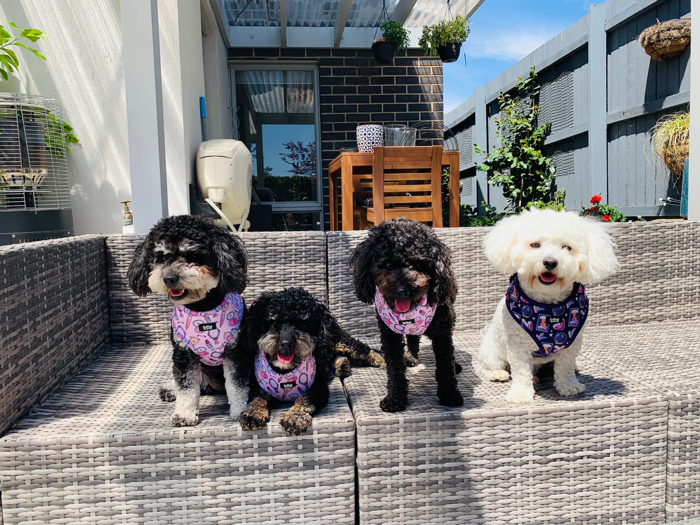 Customer photo review of Adjustable Dog Harness - Pink To Make The Boys Wink