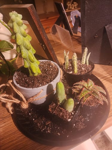 Customer photo review of Boobie Cactus | Myrtillocactus geometrizans Fukurokuryuzinboku