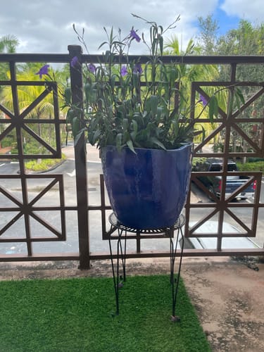 Customer photo review of Purple Showers