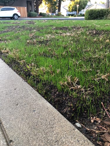 Customer photo review of GCI Turf Spreader Elite Grass Seed