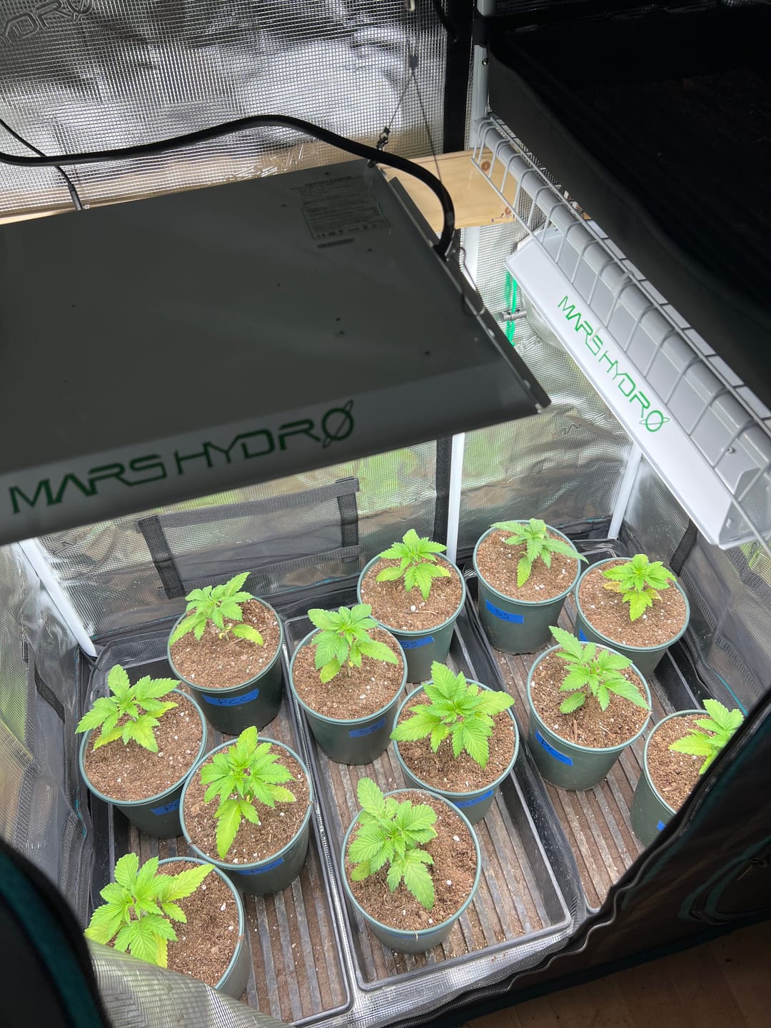 Customer photo review of GRO SEED™