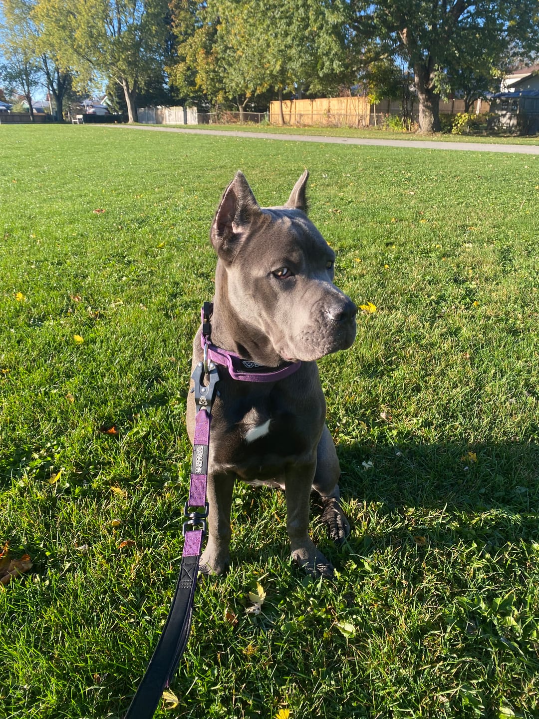 Customer photo review of 1.5" Tacti Slim Dog Collar - Grape