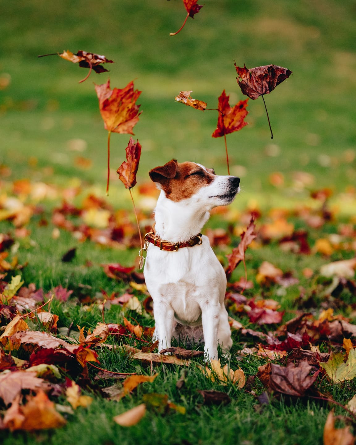 Customer photo review of FALL SERENITY LIGHTROOM PRESETS