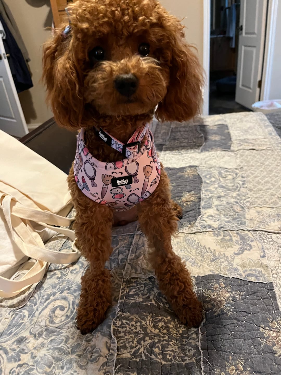 Customer photo review of Adjustable Dog Harness - Pink To Make The Boys Wink