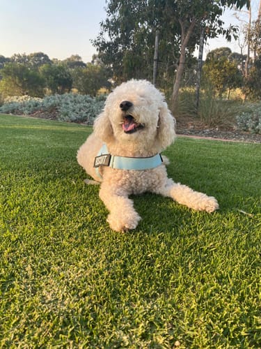 Customer photo review of Harness