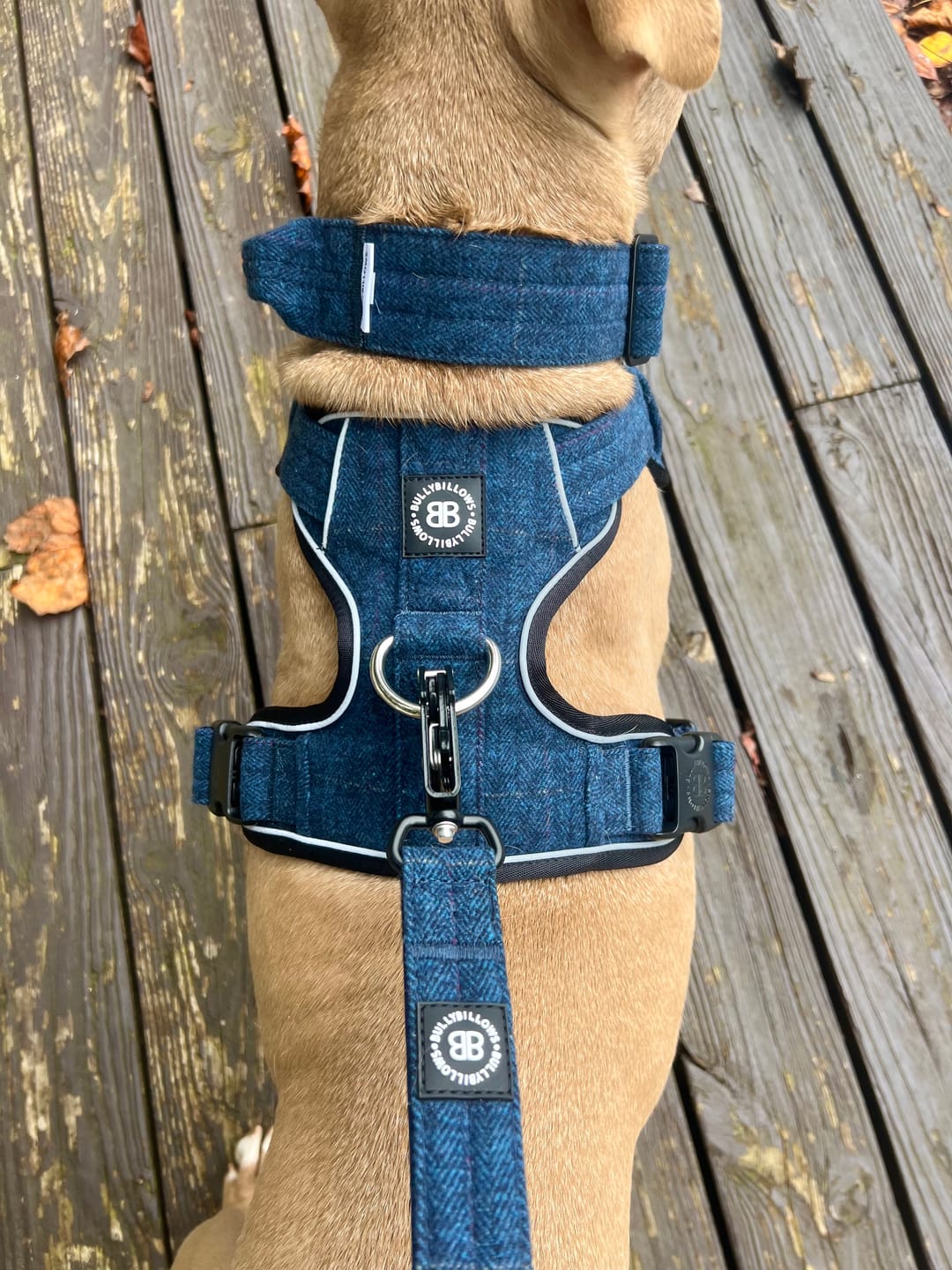 Customer photo review of 5cm Tweed Combat® Collar | With Handle & Rated Clip - Midnight Blue
