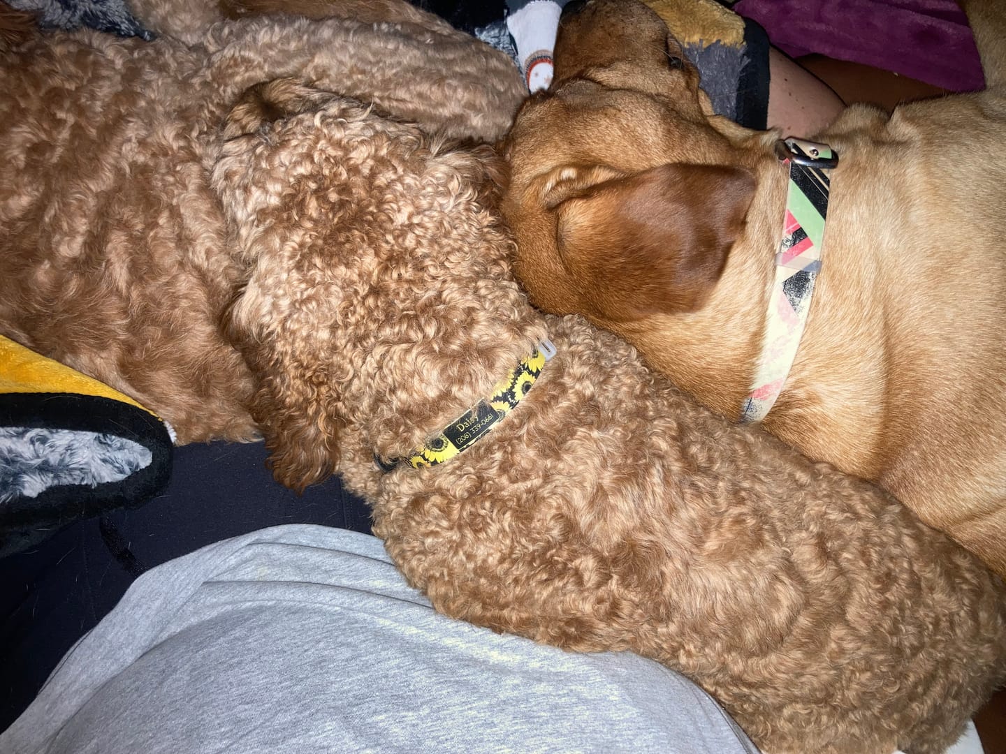 Customer photo review of Sunflower Dog Collar