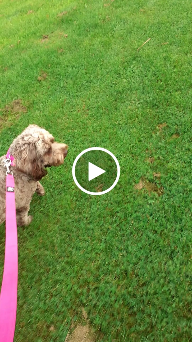 Customer video review of 2.5cm Combat® Collar | With Handle & Rated Clip - Magentas v2.0