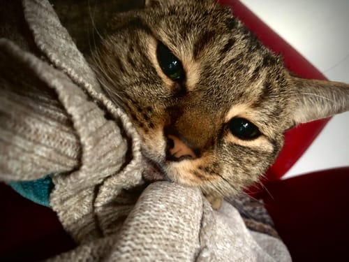 Customer photo review of Longevity Stack Supergreens Powder