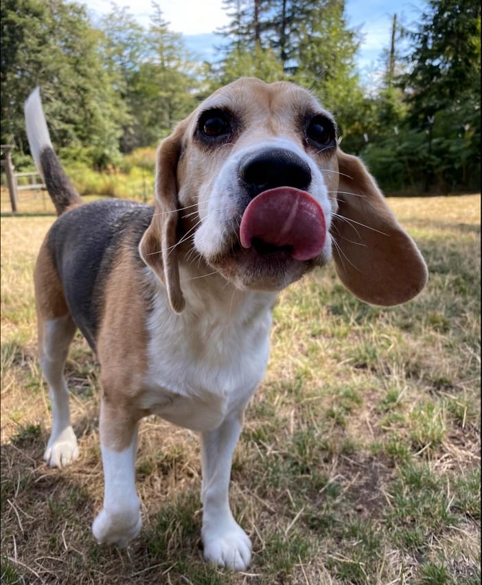 Customer photo review of Organic Baked Dog Treats - Cheeze Pleeze