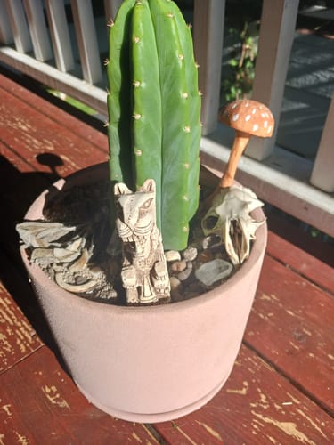 Customer photo review of San Pedro Cactus | Echinopsis (Trichocereus) pachanoi