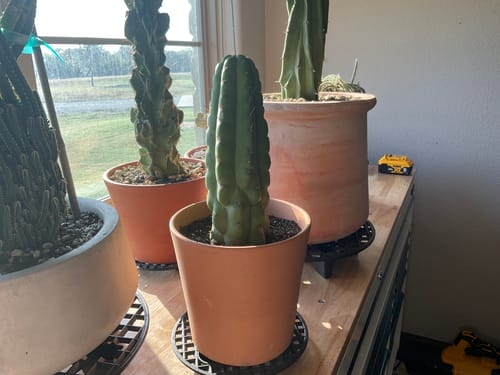 Customer photo review of Monstrose San Pedro Cactus | TPM | Echinopsis (Trichocereus) pachanoi Monstrose