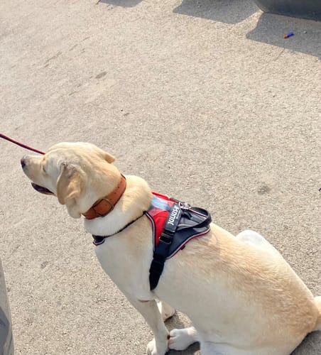 Customer photo review of Keepaws™ Leather AirTag Collar
