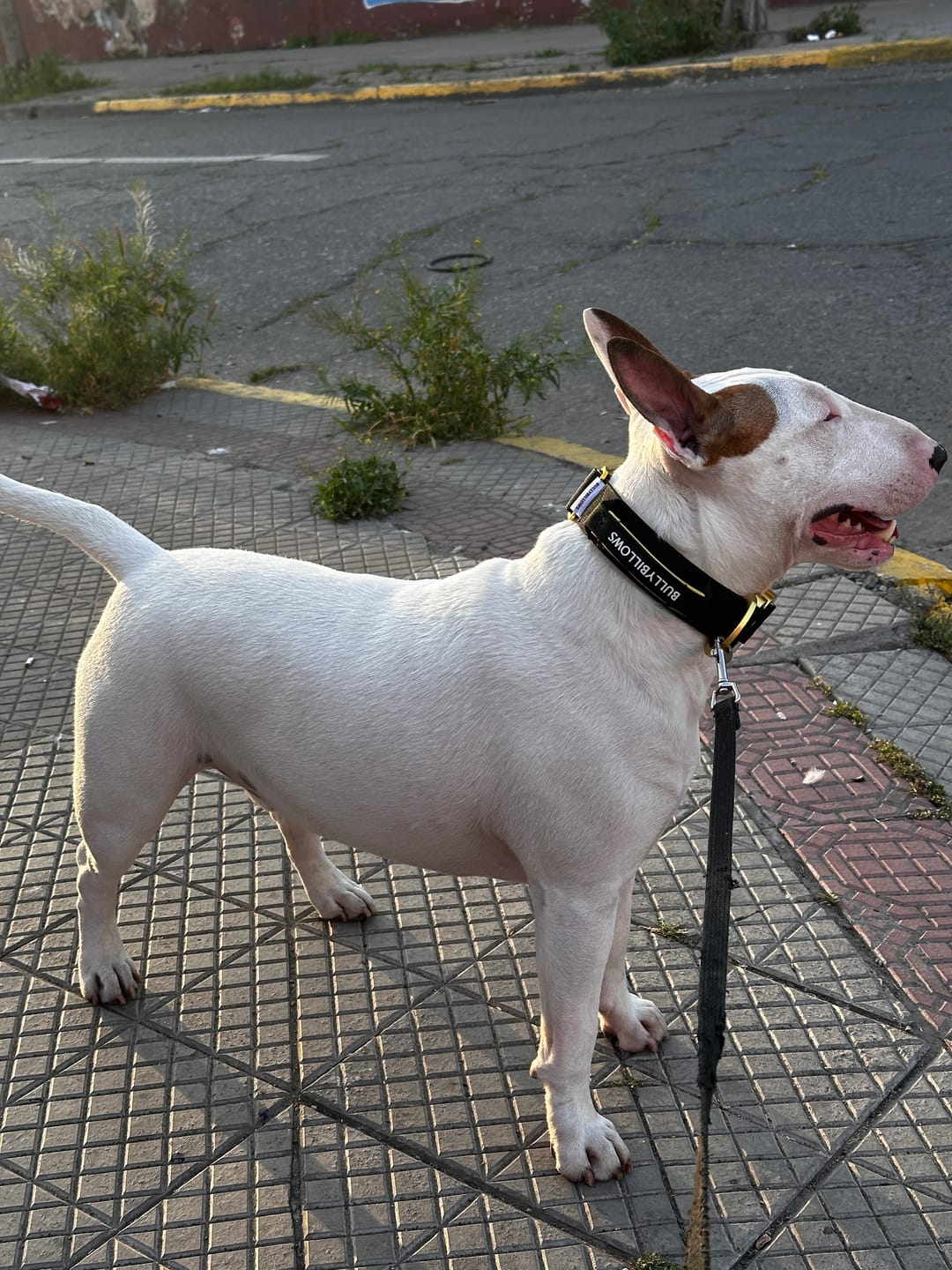 Customer photo review of 4cm LIGHTER Combat® Collar | With Handle Rated Clip - Black, Yellow & Gold
