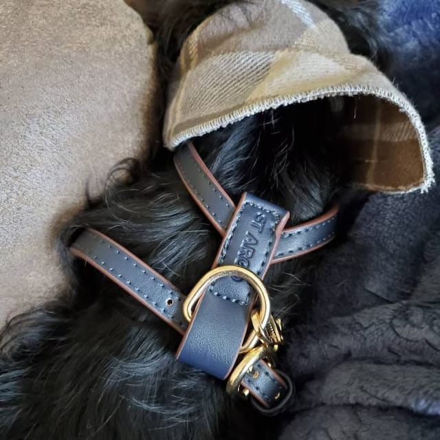 Customer photo review of HARNESS - Navy