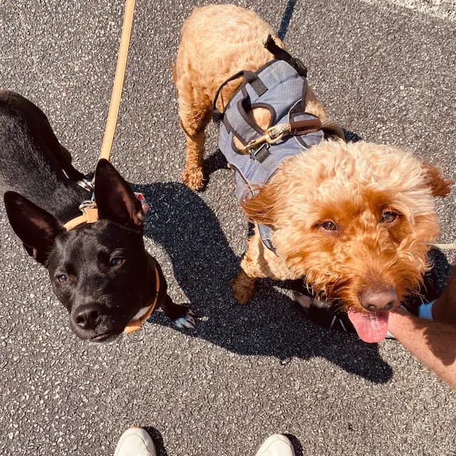 Customer photo review of HARNESS - Peach