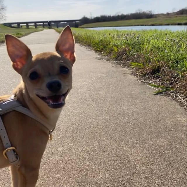 Customer photo review of HARNESS - Taupe