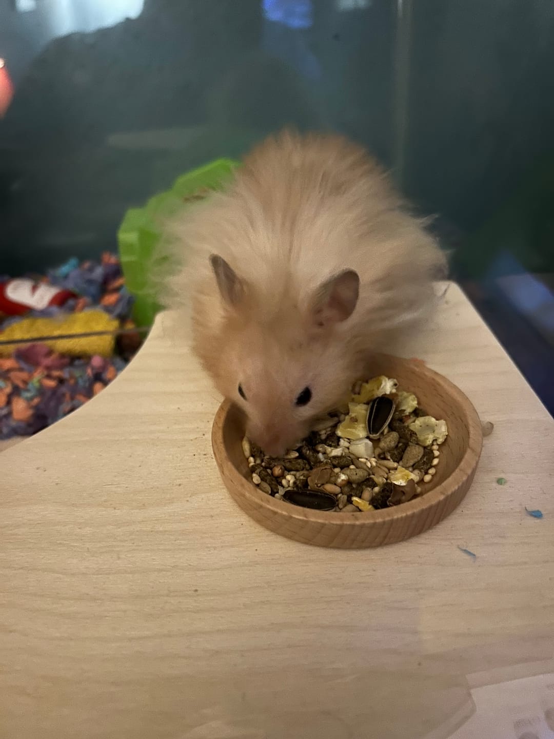 Customer photo review of Niteangel Small Animal Sand-Bath Box - Acrylic Critter's Sand Bath Shower Room & Digging Sand Container for Hamsters Mice Lemming Gerbils or Other Small Pets