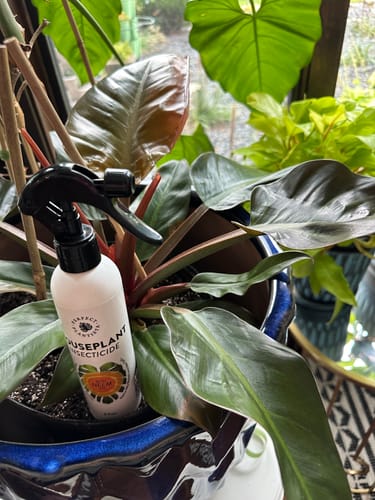 Customer photo review of Houseplant Insecticide w/ Neem
