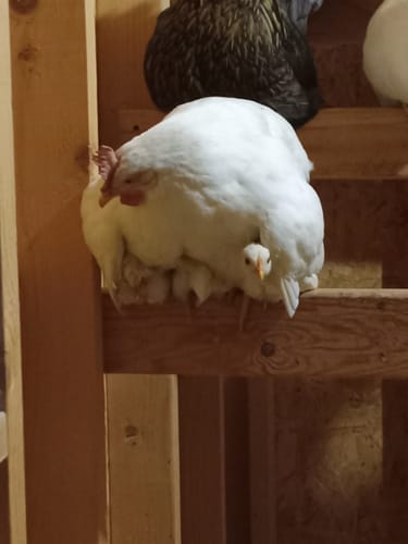 Customer photo review of GrubTerra Dried Larvae