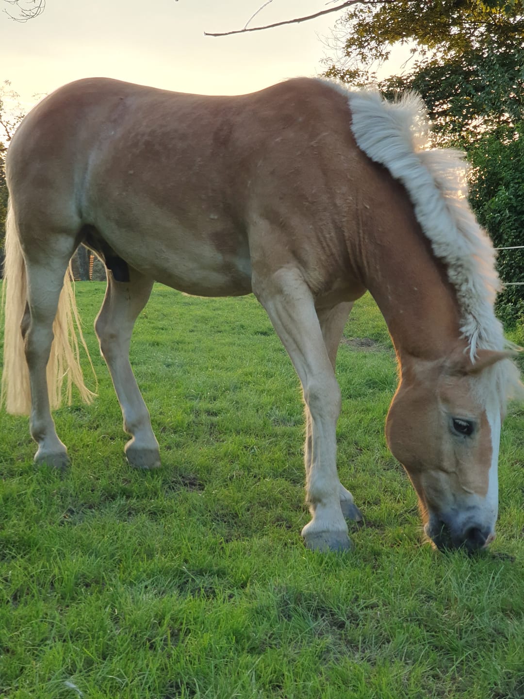 Customer photo review of Kristallkraft Brave Horse
