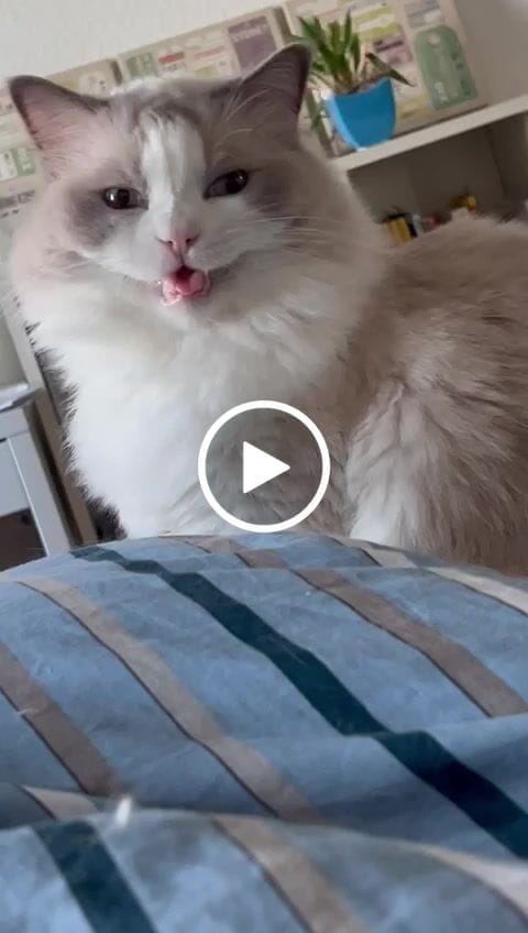 Customer video review of Wurmtest Basic Katze