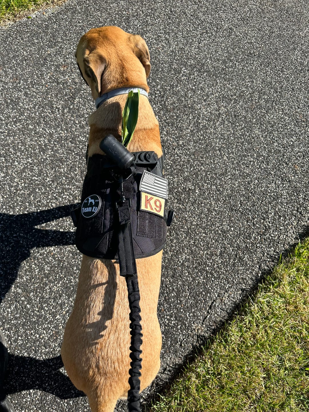 Customer photo review of Heavy-Duty Double-Handle Tactical Bungee K9 Dog Leash