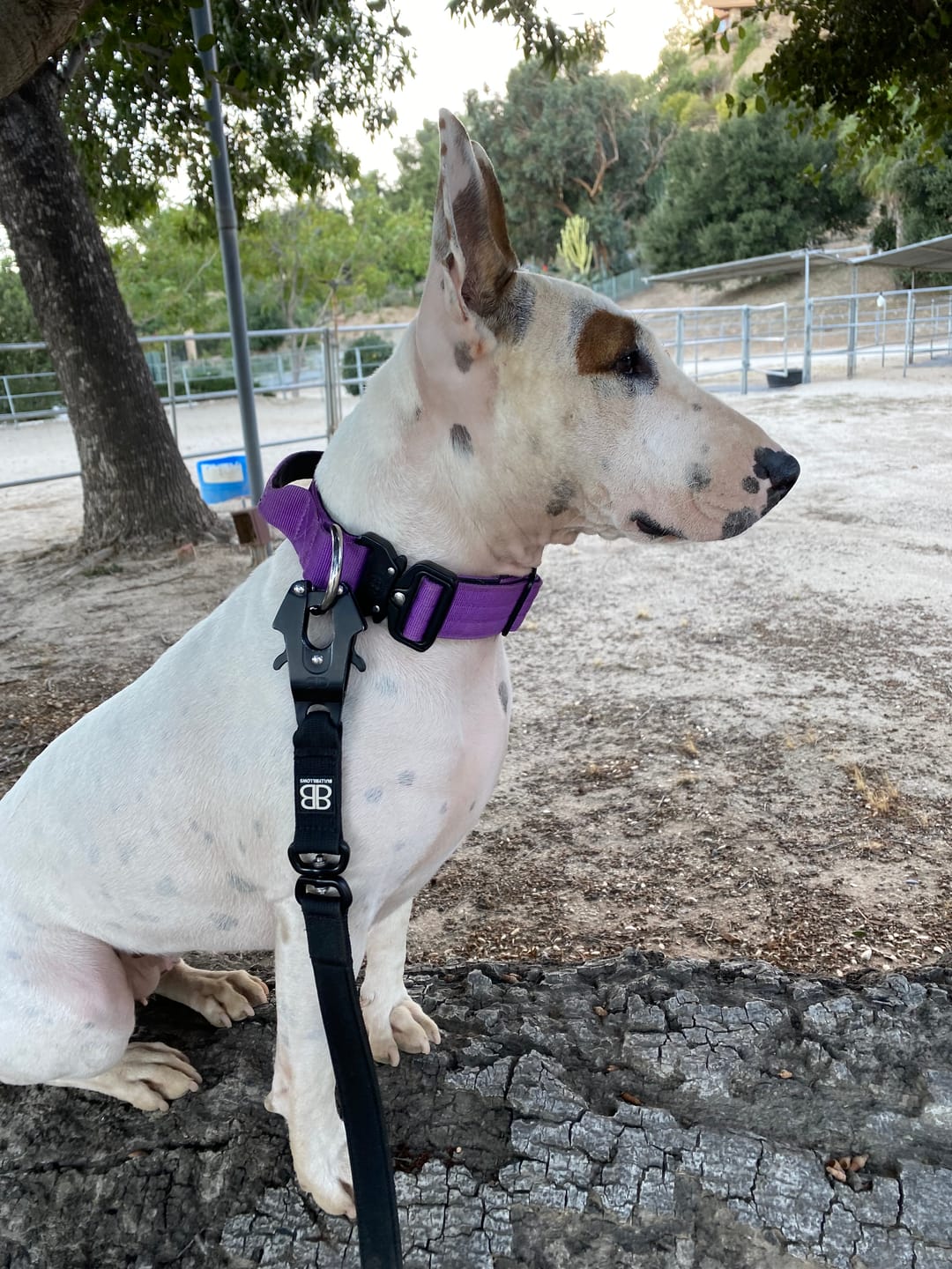 Customer photo review of 4cm Combat® Collar | With Handle & Rated Clip - Purple v2.0