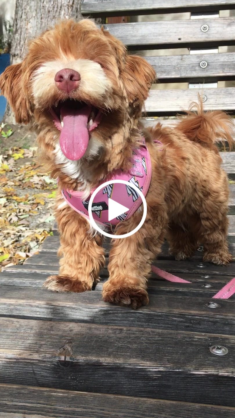 Customer video review of Adjustable Dog Harness - Lightning Zoomies