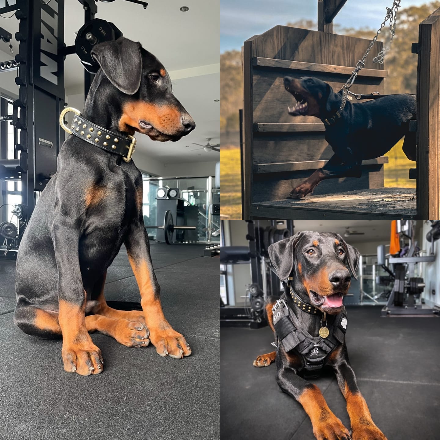 Customer photo review of Hand Made Leather Dog Collar- RuffNeck Black & Brass (Regular Fit)