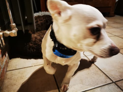 Customer photo review of Collier Anti Aboiement PuppySafe
