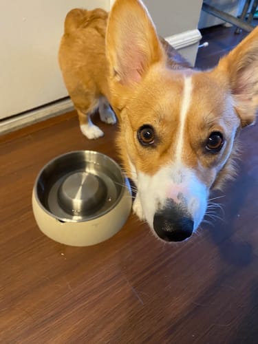 Customer photo review of Slow Feeder Bowl