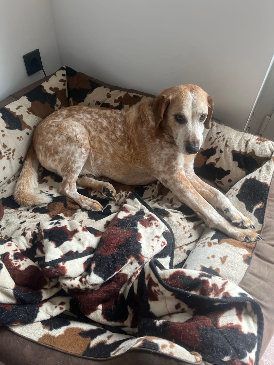 Customer photo review of Gelenkmix für Hunde mit Teufelskralle, Kurkuma & Glucosamin