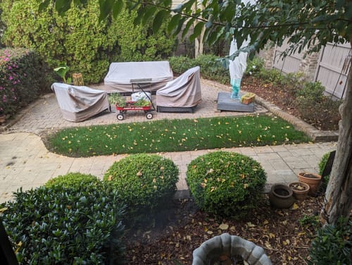 Customer photo review of GCI Turf Type OG and GCI Cool Blue OG Grass Seed