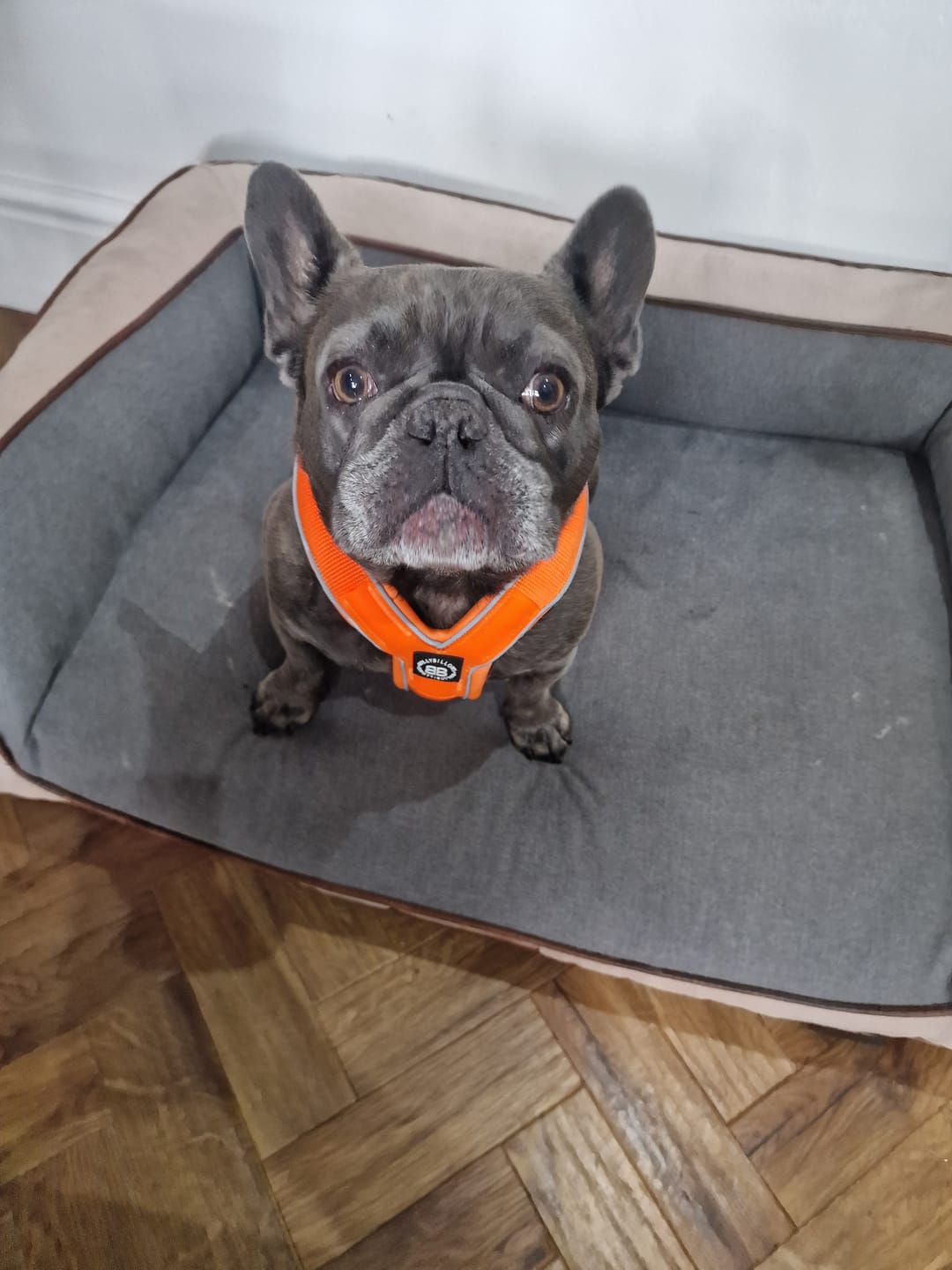 Customer photo review of RR - Slip on Padded Comfort Harness | Non Restrictive & Reflective - Orange