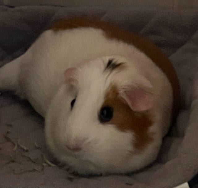 Customer photo review of Original GuineaDad Liner
