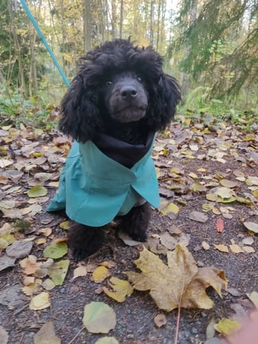 Customer photo review of Visibility Raincoat Emerald for Dogs
