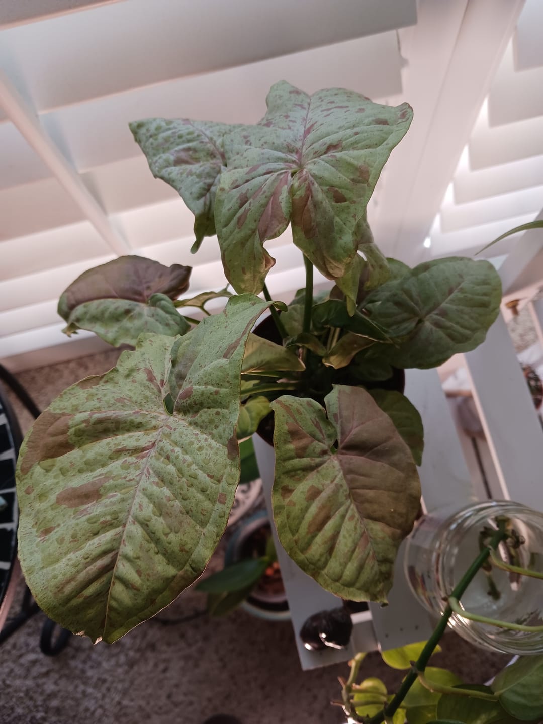 Customer photo review of Syngonium podophyllum 'Milk Confetti'