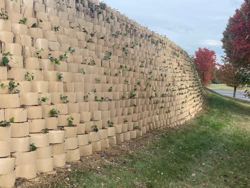 Customer photo review of English Ivy 50 Count Flat