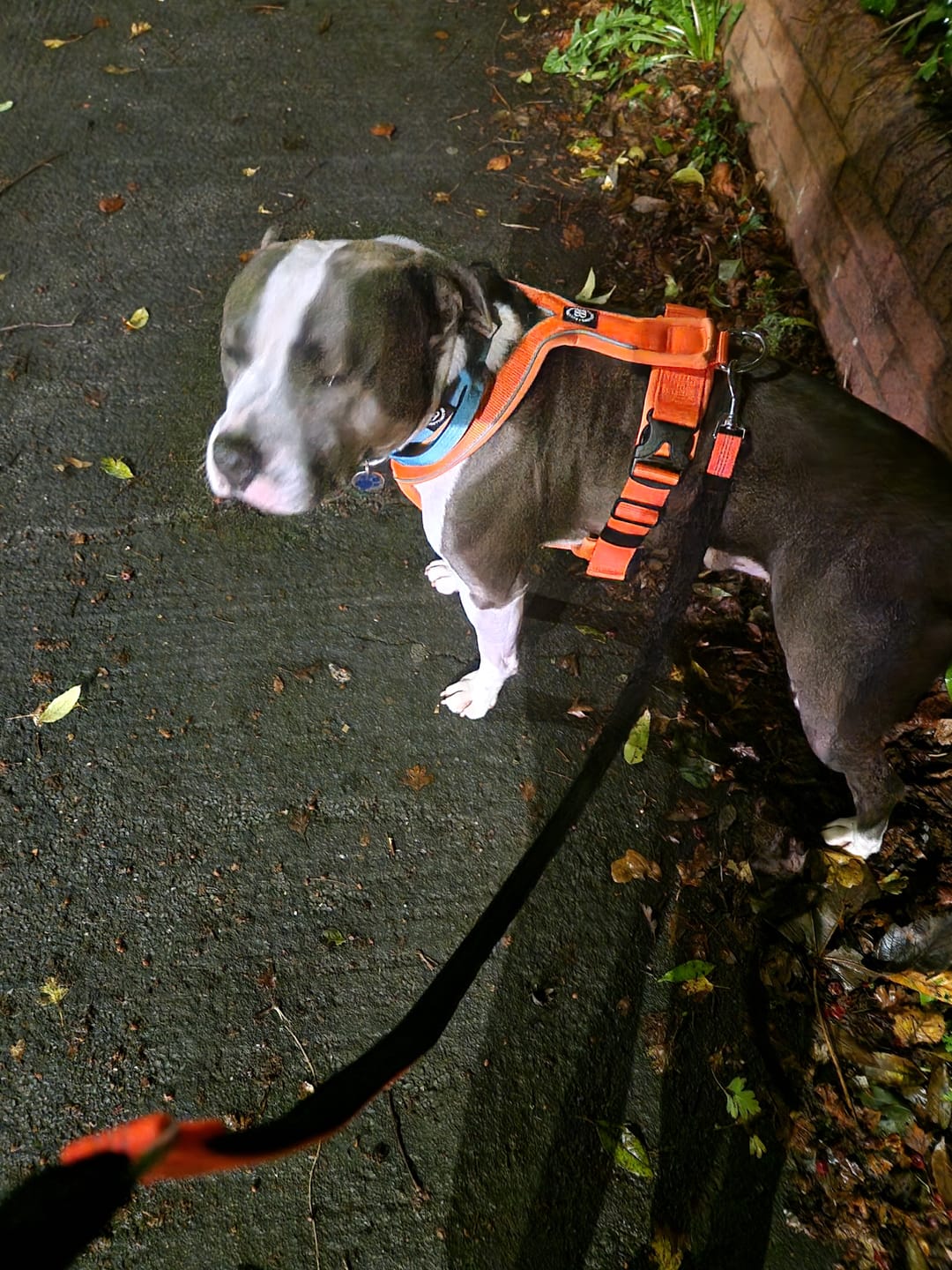 Customer photo review of RR - Slip on Padded Comfort Harness | Non Restrictive & Reflective - Orange