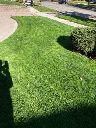 Customer photo review of Par 3 Herbicide Lawn Weed Killer 4L