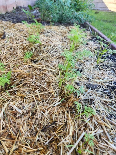 Customer photo review of Shin Kuroda Carrot Seeds